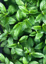 Longevity Spinach (Gynura procumbens)